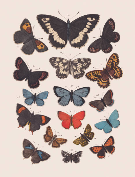 ilustrações, clipart, desenhos animados e ícones de borboletas (nymphalidae, lycaenidae, hesperiidae), litografia colorida à mão, publicada em 1881 - small copper butterfly