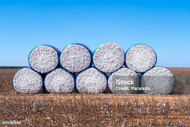 Beautiful View Of Farm Field Full Of Harvest Cotton Bales In Sunny Summer Day Mato Grosso Brazil Concept Of Agriculture Ecology Environment Logistics Industry Textile Economy Stock Photo - Download Image Now