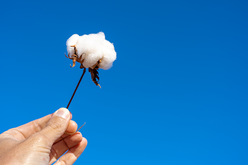 Closeup of farmer hand holding twig of cotton bud in farm plantation with blurred blue sky background. Mato Grosso, Brazil. Concept of agriculture, ecology, environment, textile industry, nature.