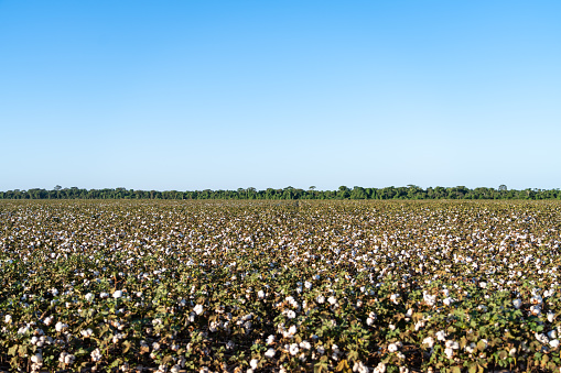 Beautiful view of cotton farm plantation field at harvest time in Mato Grosso, Brazil in sunny summer day. Concept of agriculture, ecology, environment,  textile industry.