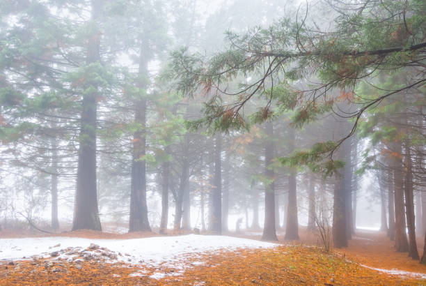 istock winter misty pine tree forest in snow, natural outdoor background 1414484088
