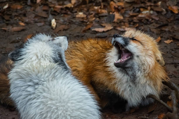 Fox couple in Japan