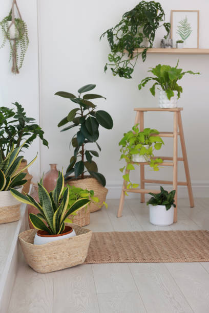 istock Many beautiful houseplants in light room. Interior design 1414484337