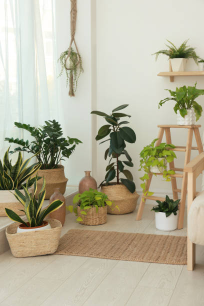 istock Many beautiful houseplants in light room. Interior design 1414484440