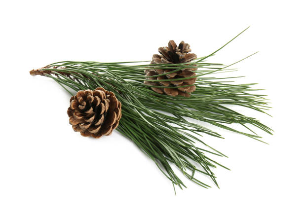 istock Beautiful fir tree branch with pinecones on white background 1414484508