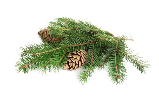 istock Beautiful fir tree branches with pinecones on white background 1414484727