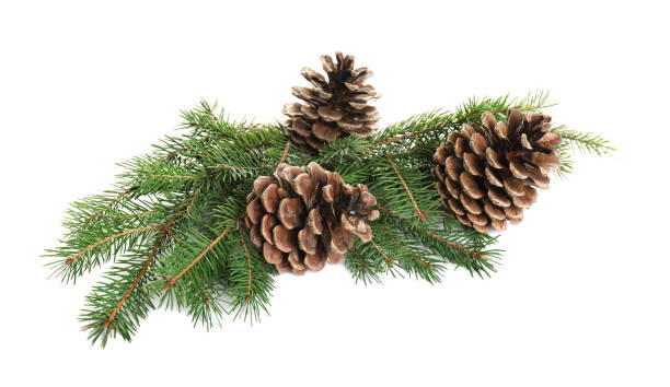 istock Beautiful fir tree branches with pinecones on white background 1414484816