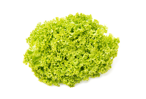 Fresh organic green leafy lettuce lactuca isolated on white.