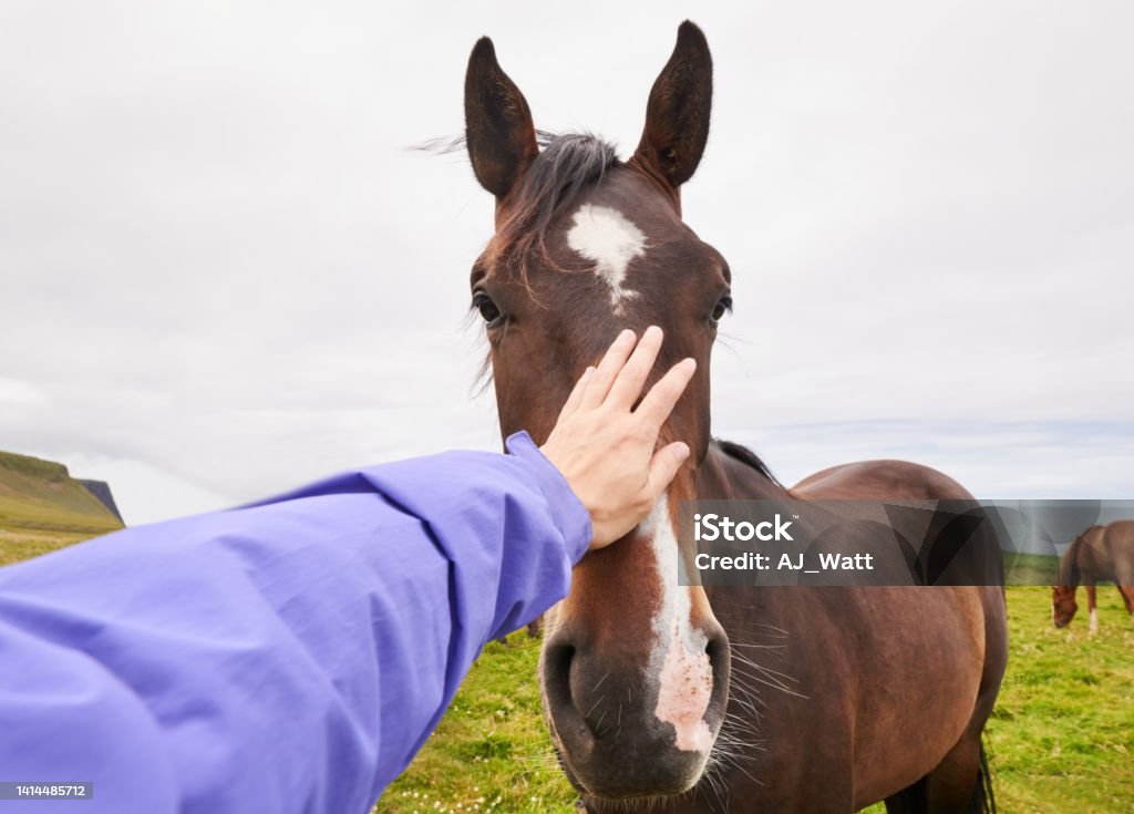 Female hand petting a horse head in pasture Close-up of a female hand petting brown horse head in countryside pasture Horse Stock Photo