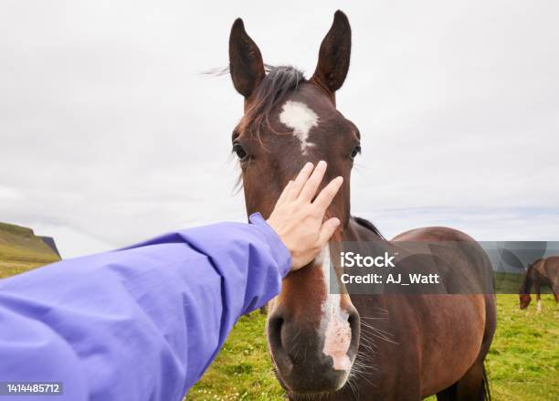 Female Hand Petting A Horse Head In Pasture Stock Photo - Download Image Now - Horse, People, Bonding