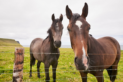 Two brown horses looking at camera while standing at a barbed wire pasture fence