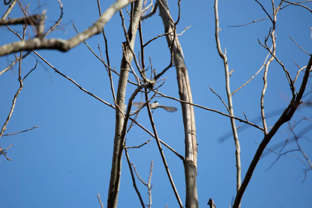 carolina chickadee flying away - photography carolina chickadee bird animals in the wild imagens e fotografias de stock