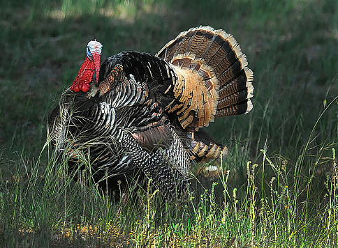 Wild Turkey moves through the field.