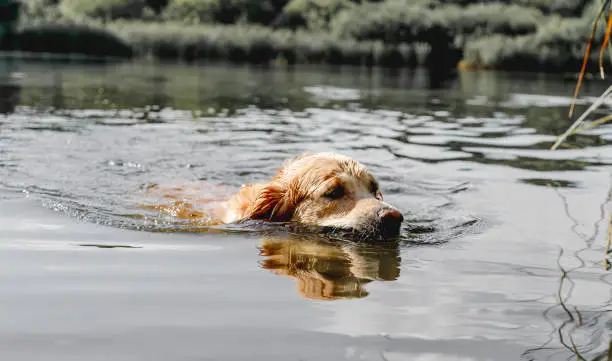 Photo of Golden retriever dog hunter