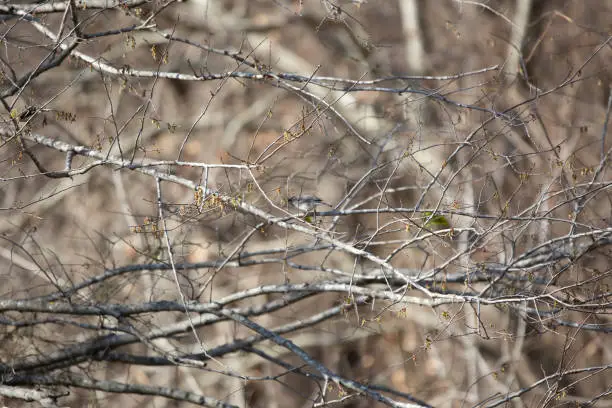 Dark-eyed junco (Junco hyemalis) foraging in a tree