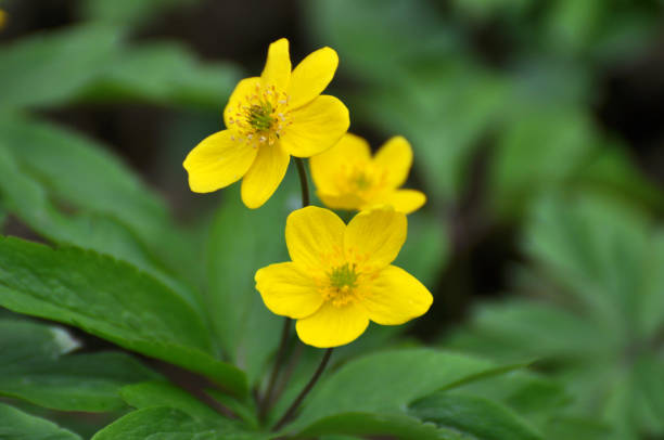 istock Spring in the forest blooms anemone yellow (Anemone ranunculoides). 1414488062