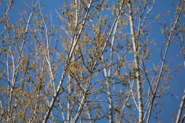 Male American goldfinch (Spinus tristis) foraging for food