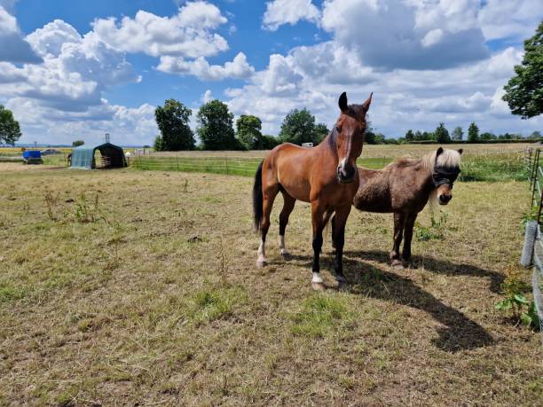 istock two brown horse in the open meadow 1414488370