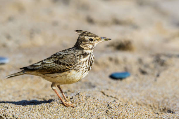 istock Common crested lark. Galerida cristata 1414488383