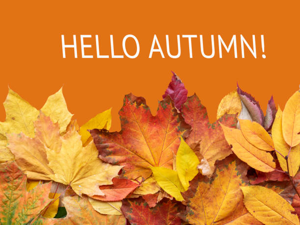 istock Creative background from autumn leaves. Top view template, mockup 1414488570