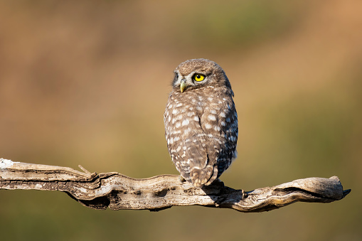 Beautiful little owl in the wild. Athene noctua. Owl chick on a stick, on a beautiful background.