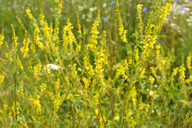 istock Melilot officinalis (Melilotus officinalis) blooms in nature 1414489481