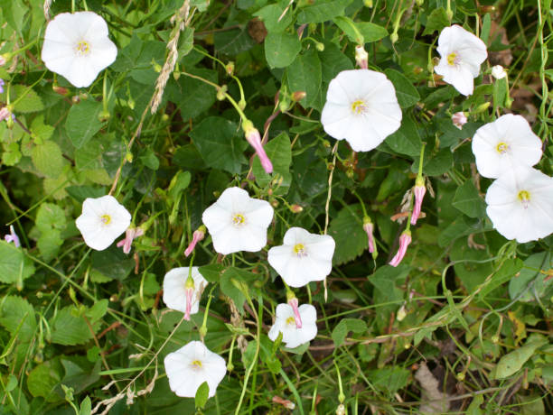 istock Convolvulus arvensis grows in the field 1414489484