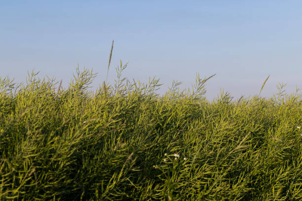 istock faded green rapeseed pods with seeds 1414489701