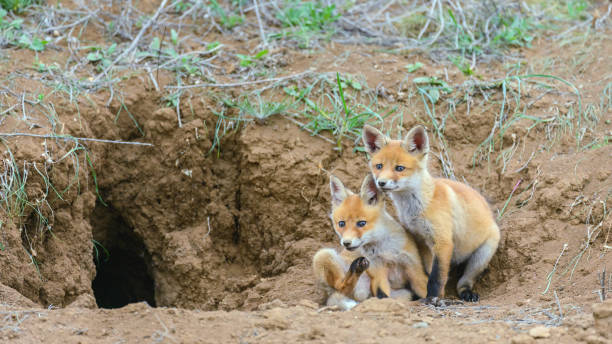 istock Two young red Fox near his hole. Vulpes vulpes close up 1414490001