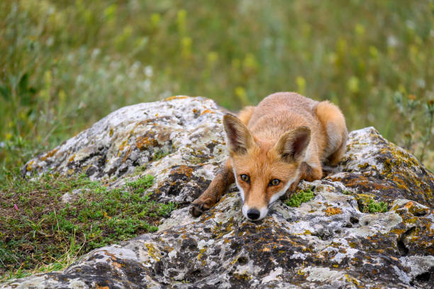 istock Red fox Vulpes vulpes The fox is resting lying on a rock 1414490364