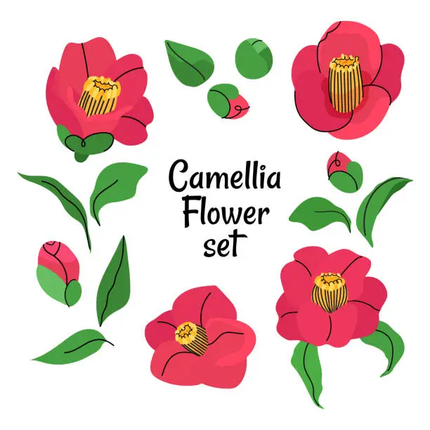 Vector illustration of Set of camellia japonica blooming flowers and leaves illustration isolated on white background. Summer spring botany vector