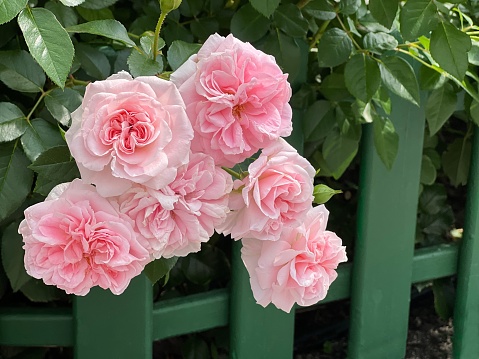 Pink roses bunch on a green wooden fence.