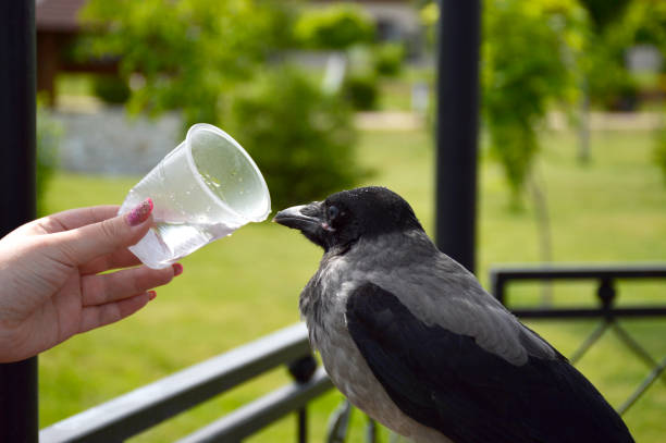 the gray crow will quench their thirst from a plastic disposable cup. a thirsty bird in the summer heat drinks water