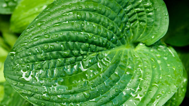 istock A beautiful green Hosta leaf fresh after a rain storm will make a good background or copy space for your advertisement. 1414491933