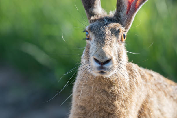 lièvre d’europe sauvage lepus europaeus à l’état sauvage - long ear photos et images de collection