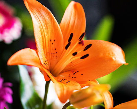Amazing close up of an newly opened orange tiger lily flower with a close up of it’s stamen and petal patterns in a home garden.