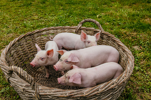 High angle view of young pigs standing in wicker basket on grassy field at farm