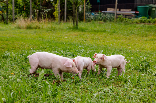 Piglets playing together on grassy field in organic farm during summer