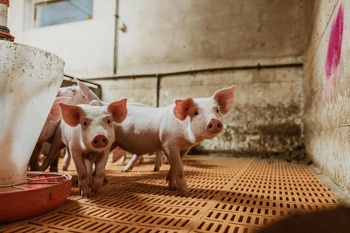 Piglets walking by factory equipment in pigpen at organic farm