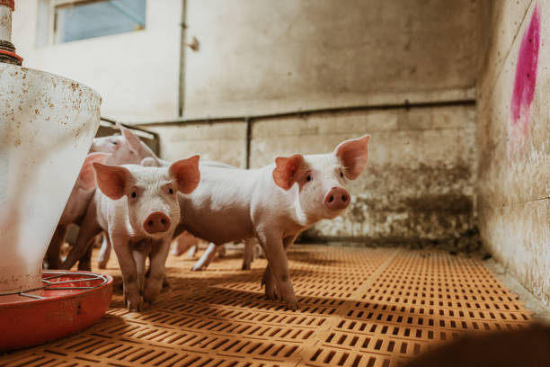Piglets walking by factory equipment in pigpen at organic farm stock photo
