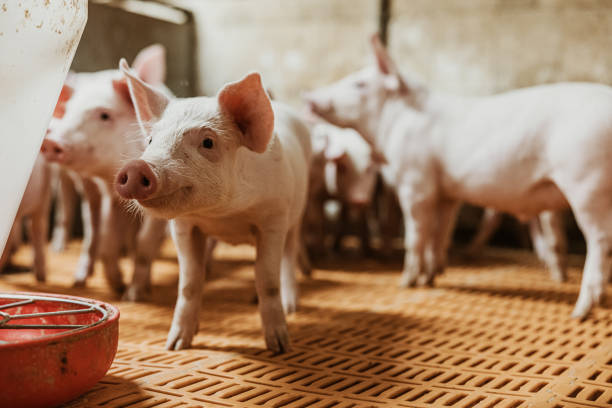 primer plano de lechones caminando por el equipo de la fábrica en corral en una granja orgánica - cerdito fotografías e imágenes de stock