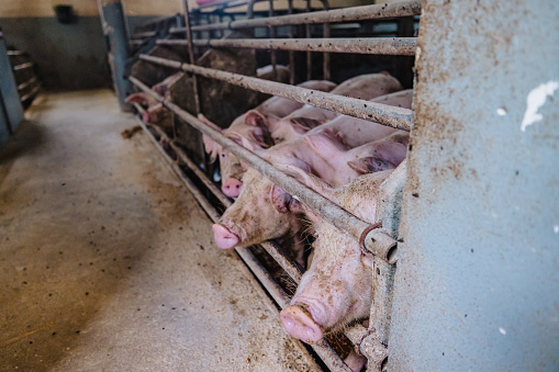 Close-up of pigs standing by wall in metallic cage at pigpen in organic farm