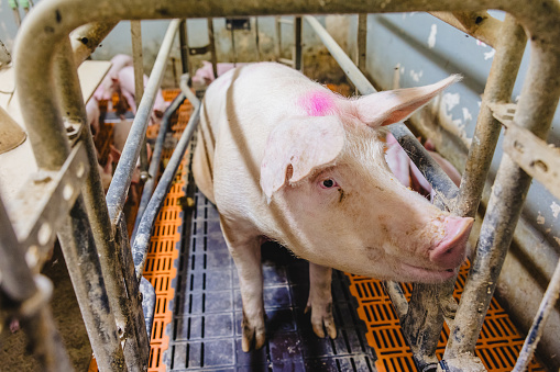 High angle close-up of pig standing in cage at factory in organic farm