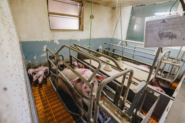 유기 농장의 공장에서 새장에 서있는 새끼 돼지가있는 돼지의 높은 각도보기 - 암퇘지 뉴스 사진 이미지