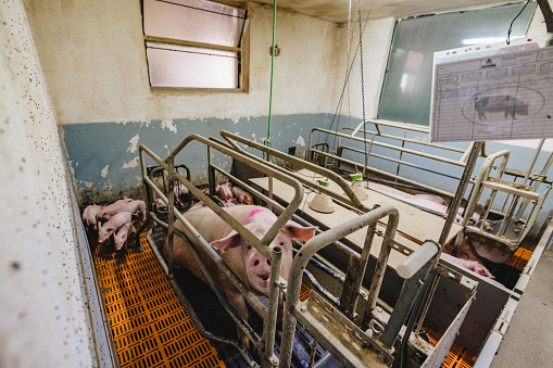High angle view of pig with piglets standing in cage at Illuminated factory in organic farm