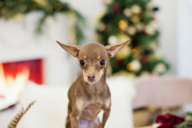 Russian Toy Terrier and Christmas decor Russian Toy Terrier and Christmas decorations. Cute small dog in living room with Christmas interior decor russkiy toy stock pictures, royalty-free photos & images