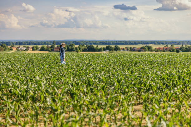 istock Farmer looking away while examining corn crops in farm against sky 1414493315