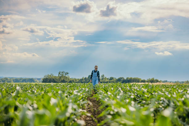 istock Female farmer walking amidst corn crops in farm against sky 1414493388
