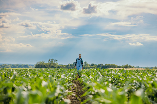 Female farmer wearing bib overalls walking amidst corn crops in farm against sky