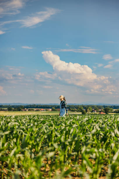istock Young farmer walking amidst corn crops in farm against sky 1414493938